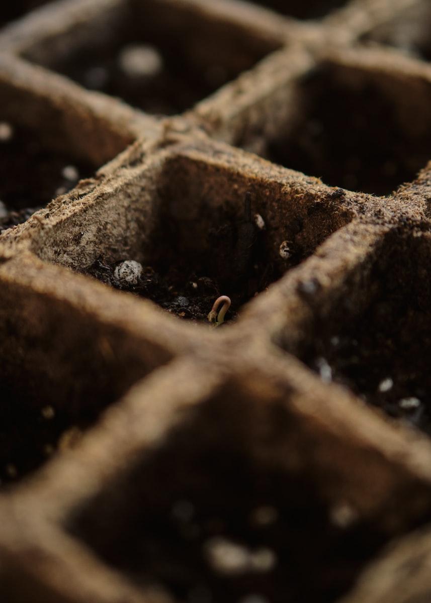 Comment collecter, préparer, conserver et cultiver ses propres graines ?