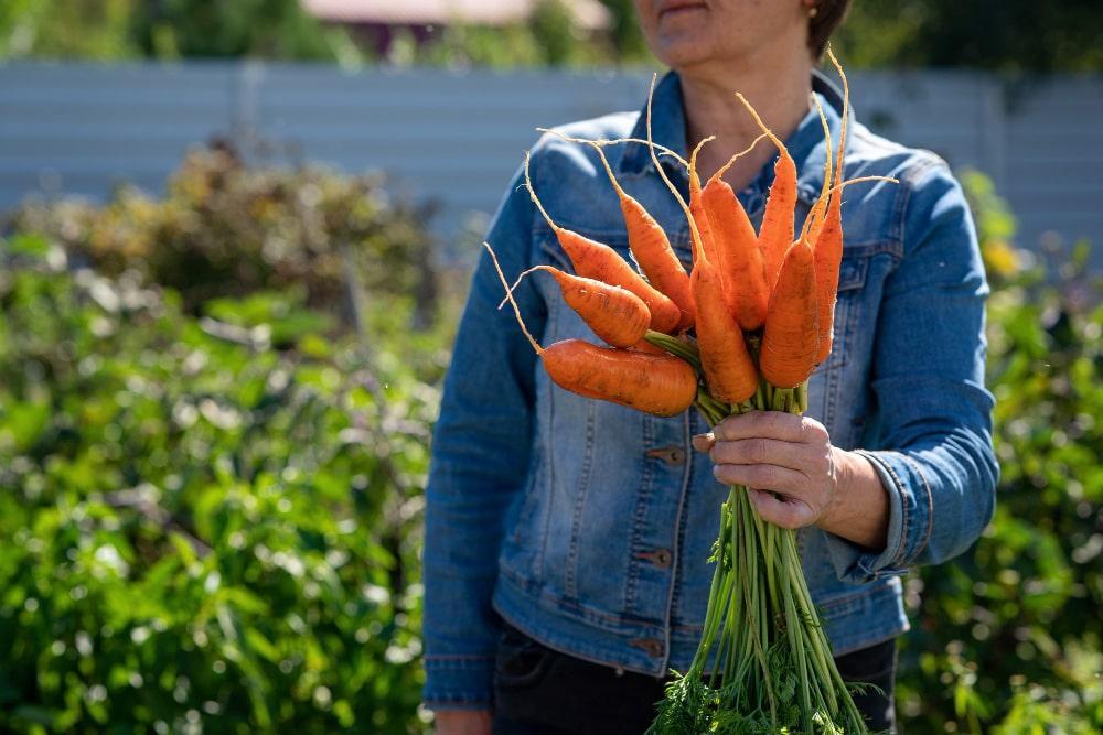 Astuces pour cultiver des légumes racines (carottes, navets, radis...)