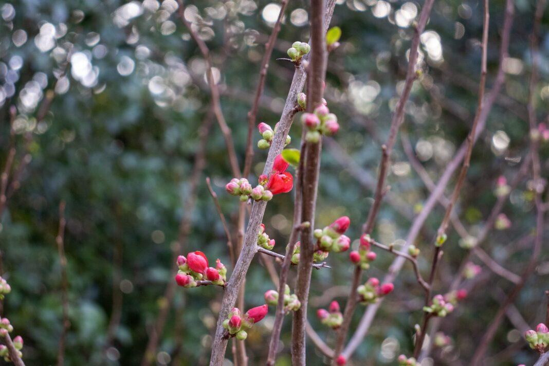 a close up of a tree with small red flowers
