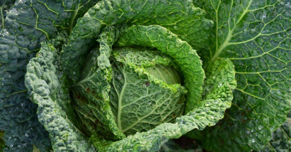 10 Méthodes Naturelles Pour Éliminer Les Chenilles Des Choux - Jardin-bio