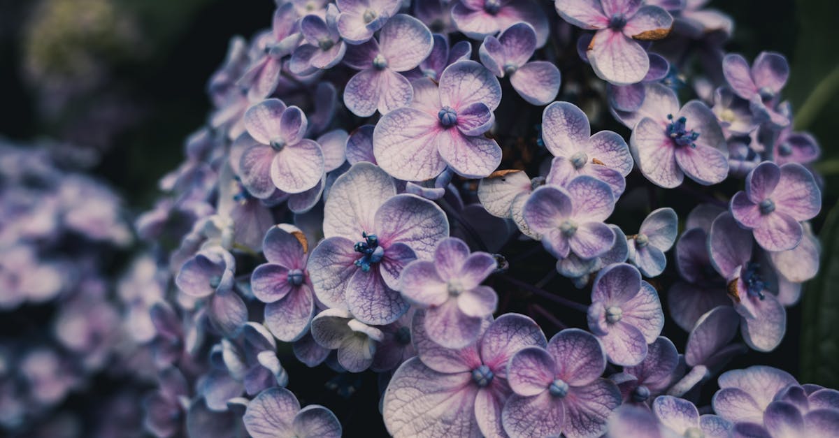 découvrez l'hydrangea, une plante ornementale prisée pour ses magnifiques fleurs en bouquets. apprenez à cultiver et entretenir ces arbustes colorés qui apporteront une touche d'élégance à votre jardin. idéal pour les amateurs de jardins fleuris !