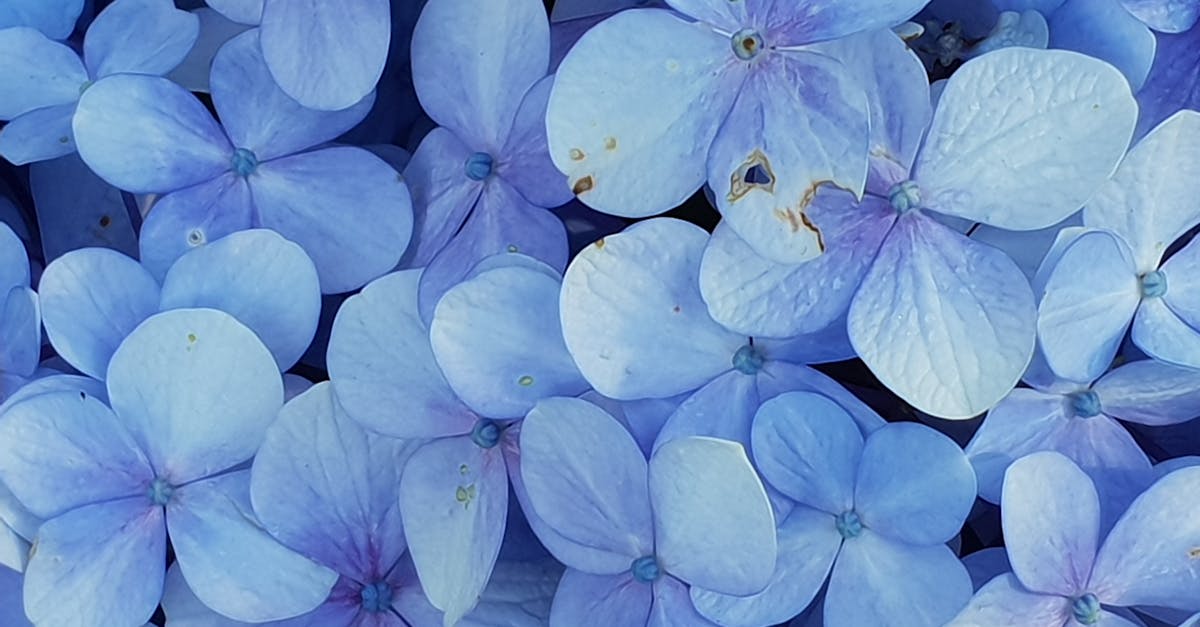 découvrez l'hydrangea, une plante spectaculaire aux fleurs colorées et abondantes. apprenez à cultiver et entretenir vos hydrangeas pour embellir votre jardin tout au long de l'année.