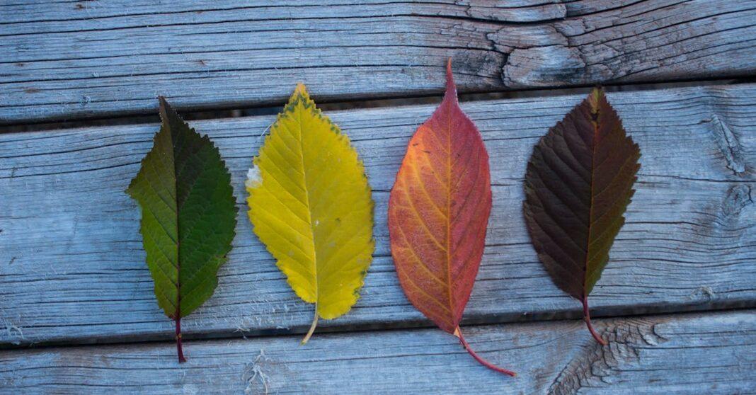 découvrez nos magnifiques arrangements automnaux qui ajoutent une touche chaleureuse et colorée à votre décoration. parfaits pour célébrer la saison des feuilles dorées, ces créations uniques mettront en valeur la beauté de l'automne dans votre intérieur.