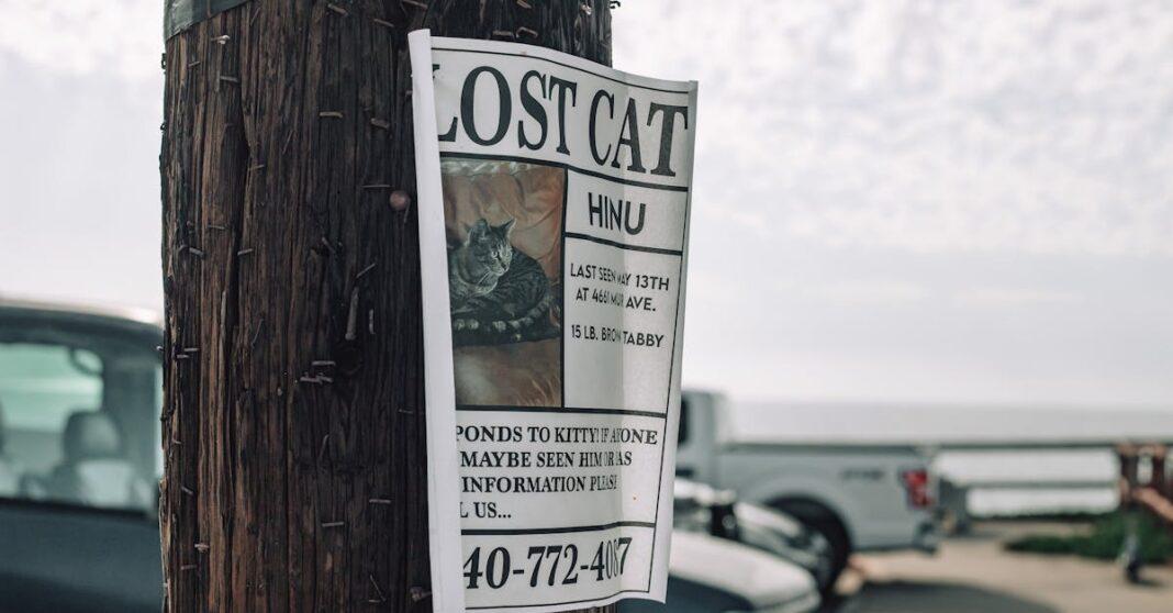 découvrez le phénomène de la disparition : explorez les mystères, les causes et les impacts de cette réalité fascinante qui nous entoure. plongez dans des récits intrigants et des analyses captivantes.