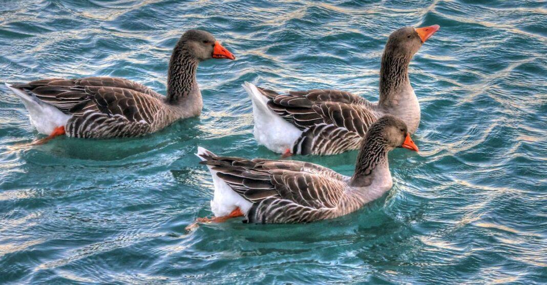 découvrez le monde fascinant des oiseaux migrateurs, ces fascinantes créatures qui parcourent des milliers de kilomètres chaque année pour trouver des habitats propices à leur survie. apprenez-en plus sur leurs parcours, leur comportement et l'impact des changements environnementaux sur leur migration.