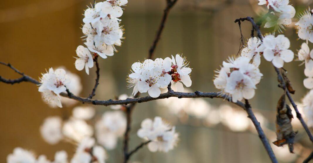 découvrez des solutions de paysagisme multifonctionnelles qui combinent esthétique et fonctionnalité. transformez votre espace extérieur en un lieu de détente et d'activité, tout en préservant l'environnement. adoptez des aménagements innovants qui répondent à vos besoins et respectent la nature.