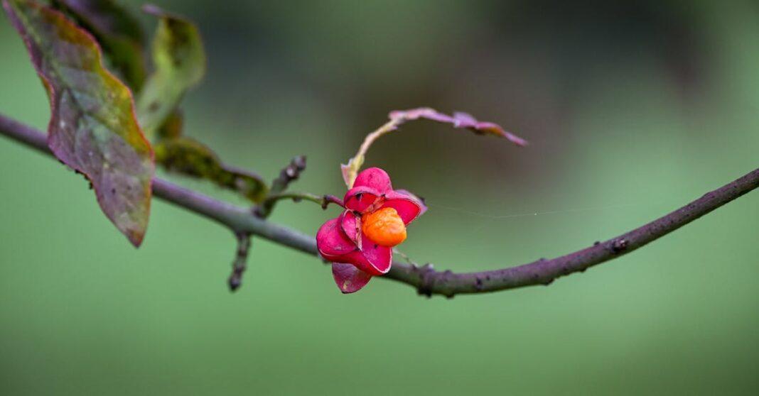 découvrez des arbustes fruitiers faciles à cultiver pour agrémenter votre jardin. profitez de délicieuses récoltes tout en ajoutant beauté et biodiversité à votre espace extérieur.