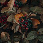 découvrez notre jardin fruitier luxuriant, un véritable havre de paix où la nature s'épanouit. profitez d'une variété de fruits frais et savoureux, cultivés avec soin et passion. plongez dans l'univers délicat des saveurs naturelles et apprenez des conseils pratiques pour cultiver vos propres fruits chez vous.