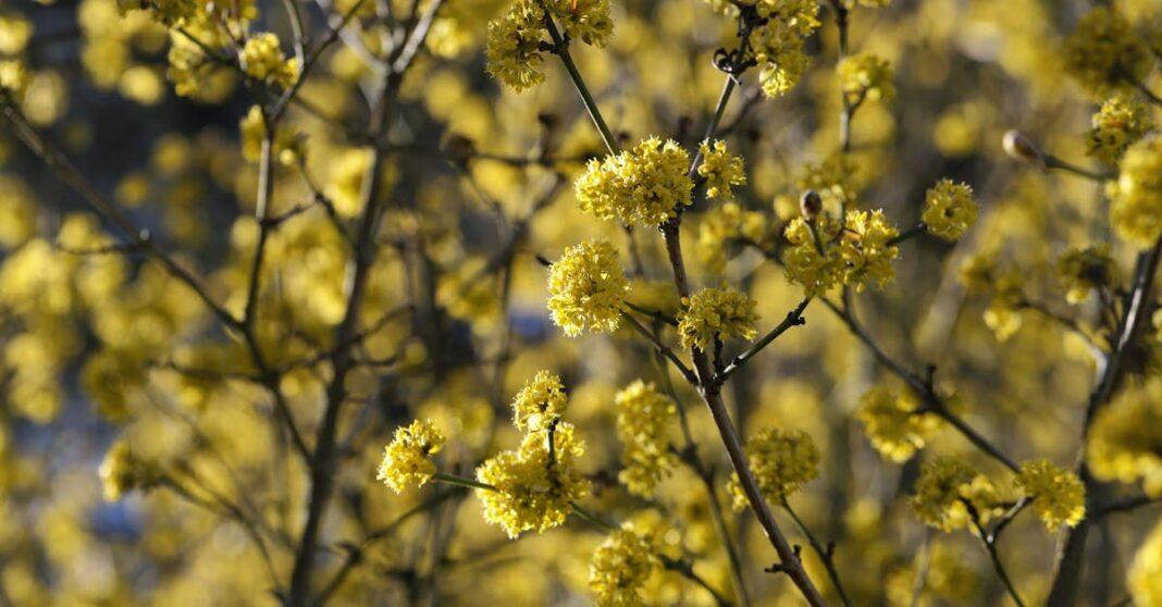 découvrez les différentes variétés de cerises, leurs caractéristiques, saveurs et conseils de culture pour profiter au mieux de ces délicieux fruits. que vous soyez amateur de cerises douces ou acidulées, trouvez la variété qui vous convient!