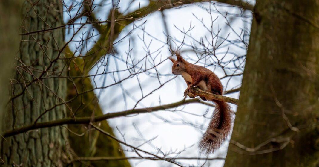 découvrez cedar protection, votre solution naturelle et efficace pour protéger vos bois et surfaces extérieures. profitez d'une longévité accrue tout en préservant l'esthétique de vos espaces avec notre traitement éco-responsable.