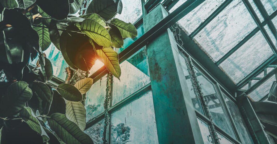 découvrez l'univers fascinant des serres : des solutions innovantes pour cultiver des plantes tout en optimisant l'environnement. apprenez à aménager votre propre serre et à maximiser vos récoltes grâce à des techniques de jardinage modernes.