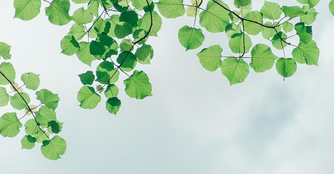 découvrez un jardin d'exception où la nature s'épanouit. explorez nos conseils en aménagement paysager, en jardinage écologique et en design floral pour transformer votre espace extérieur en un havre de paix verdoyant.