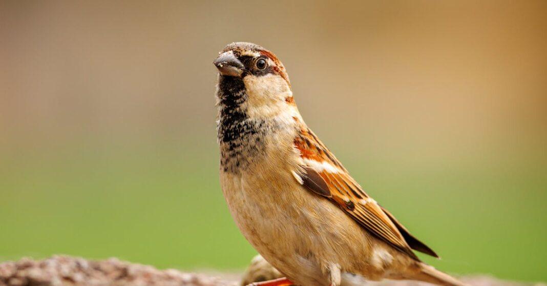 découvrez nos solutions efficaces de lutte contre les nuisibles pour protéger votre maison et votre santé. nos experts en désinfection offrent des services personnalisés pour éliminer les insectes, rongeurs et autres parasites, garantissant un environnement sain et sécurisé. contactez-nous dès aujourd'hui!