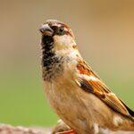 découvrez nos solutions efficaces de lutte contre les nuisibles pour protéger votre maison et votre santé. nos experts en désinfection offrent des services personnalisés pour éliminer les insectes, rongeurs et autres parasites, garantissant un environnement sain et sécurisé. contactez-nous dès aujourd'hui!