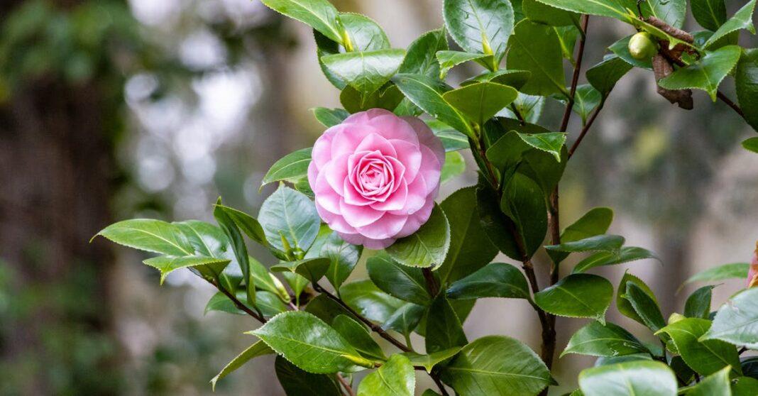 découvrez l'univers fascinant de l'horticulture, l'art de cultiver des plantes ornementales et comestibles. apprenez des techniques de jardinage, les secrets des plantes et des conseils d'experts pour embellir votre jardin et optimiser votre espace vert.