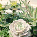 Faire Un Terrarium Maison : 5 Étapes Faciles découvrez l'envoûtant monde des terrariums : des écosystèmes miniatures qui allient esthétisme et nature. apprenez à créer le vôtre avec des conseils pratiques, des idées de décoration et des suggestions de plantes adaptées pour apporter une touche verdoyante à votre intérieur.