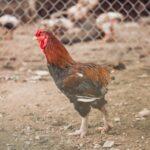découvrez tout ce que vous devez savoir sur les poules : des conseils d'élevage aux différentes races, en passant par leur alimentation et leur bien-être. apprenez à prendre soin de ces oiseaux fascinants et à profiter des avantages qu'ils apportent à votre jardin.