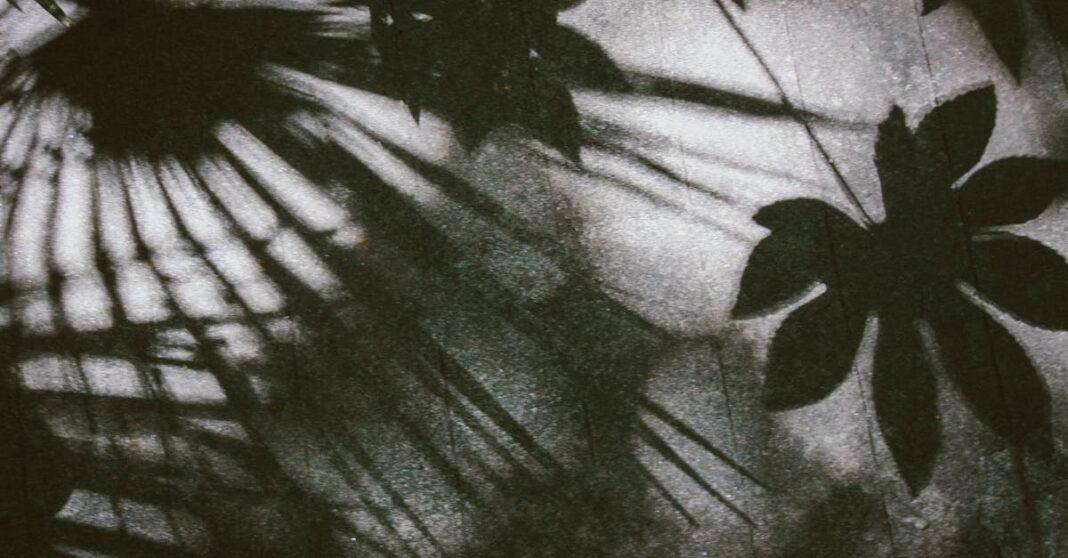 découvrez l'univers fascinant du feuillage à travers nos articles sur les plantes, leur entretien et l'importance des feuillages dans les écosystèmes. plongez dans la beauté de la nature et apprenez à sublimer votre espace avec des plantes aux feuillages variés.