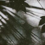 Feuillages Et Textures : L’Avant-Plan De Votre Jardin En 6 Idées découvrez l'univers fascinant du feuillage à travers nos articles sur les plantes, leur entretien et l'importance des feuillages dans les écosystèmes. plongez dans la beauté de la nature et apprenez à sublimer votre espace avec des plantes aux feuillages variés.