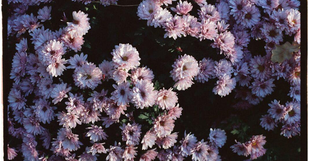 découvrez la beauté des fleurs d'automne : des couleurs vibrantes et des variétés uniques qui embellissent vos jardins et créations florales. plongez dans l'univers des plantes saisonnières et inspirez-vous pour agrémenter vos espaces de vie.