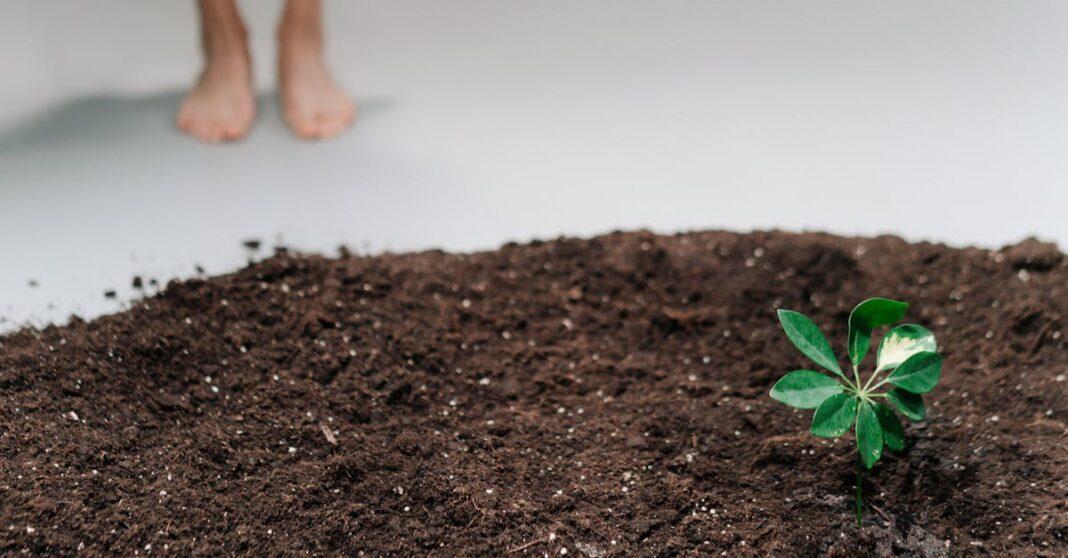 découvrez le processus fascinant de la germination, où les graines prennent vie et se transforment en plantes. apprenez les étapes essentielles, les conditions idéales et les astuces pour favoriser une germination réussie.