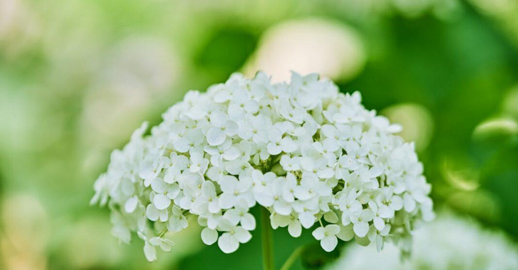 découvrez l'univers des hortensias, ces fleurs majestueuses et colorées qui embellissent jardins et espaces extérieurs. apprenez à les cultiver, à les entretenir et à profiter de leur beauté tout au long de l'année.