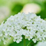 Hydrangées Miniatures : 7 Conseils Pour Les Cultiver En Pot découvrez l'univers des hortensias, ces fleurs majestueuses et colorées qui embellissent jardins et espaces extérieurs. apprenez à les cultiver, à les entretenir et à profiter de leur beauté tout au long de l'année.