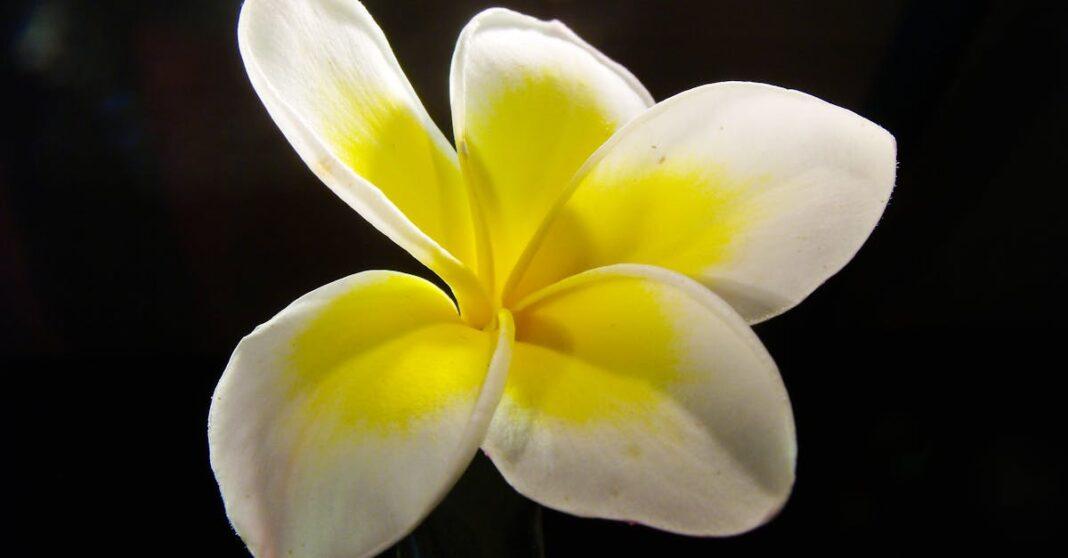 découvrez nos magnifiques compositions florales pour l'extérieur, idéales pour embellir vos jardins, terrasses et événements en plein air. apportez une touche de nature à votre espace avec nos arrangements floraux uniques, conçus pour résister aux intempéries et sublimer votre environnement extérieur.