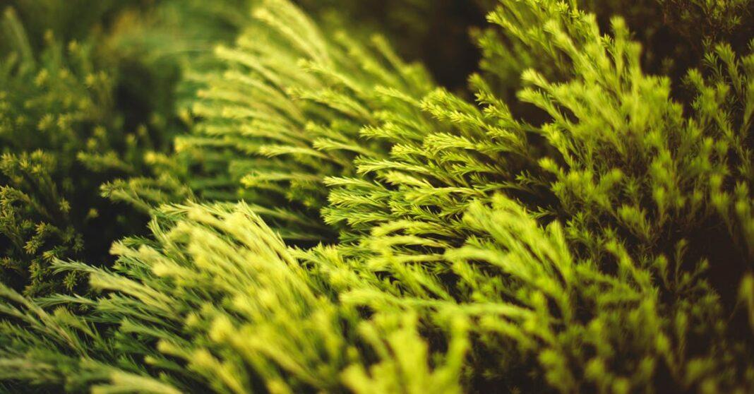 découvrez california garden, un espace verdoyant et inspirant où la nature et la créativité se rencontrent. plongez dans un monde de paysages luxuriants, de plantes exotiques et d'aménagements paysagers uniques qui transformeront votre jardin en un véritable paradis.