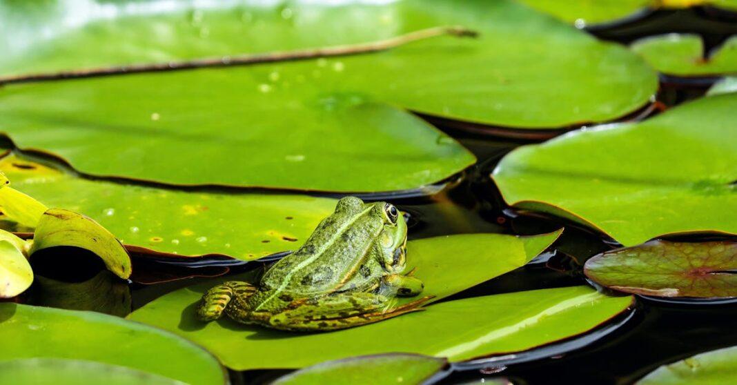 découvrez l'univers magique des mares à grenouilles, un écosystème vibrant qui abrite une diversité de vie aquatique. explorez la beauté de ces habitats naturels et apprenez-en davantage sur leur importance pour la biodiversité.