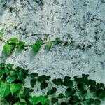 découvrez l'art du jardinage vertical : une solution innovante pour maximiser l'espace tout en embellissant votre intérieur ou extérieur. apprenez à cultiver vos plantes sur des structures verticales, optimisez votre environnement urbain et profitez des bienfaits d'un jardinage durable.