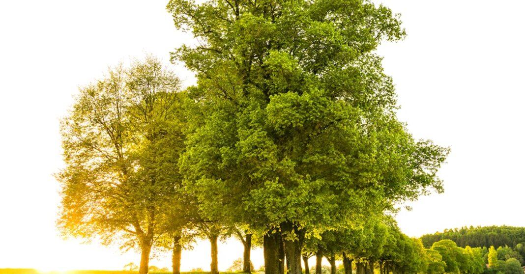 découvrez l'univers fascinant des arbres : leur importance pour notre écosystème, les différentes espèces, et comment les protéger pour un avenir plus vert.