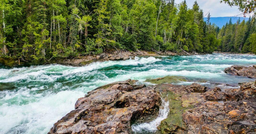 découvrez le monde fascinant des conifères, ces arbres majestueux aux feuilles en forme d'aiguilles. apprenez-en plus sur leurs variétés, leurs caractéristiques et l'importance écologique qu'ils représentent dans nos forêts.