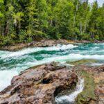 découvrez le monde fascinant des conifères, ces arbres majestueux aux feuilles en forme d'aiguilles. apprenez-en plus sur leurs variétés, leurs caractéristiques et l'importance écologique qu'ils représentent dans nos forêts.