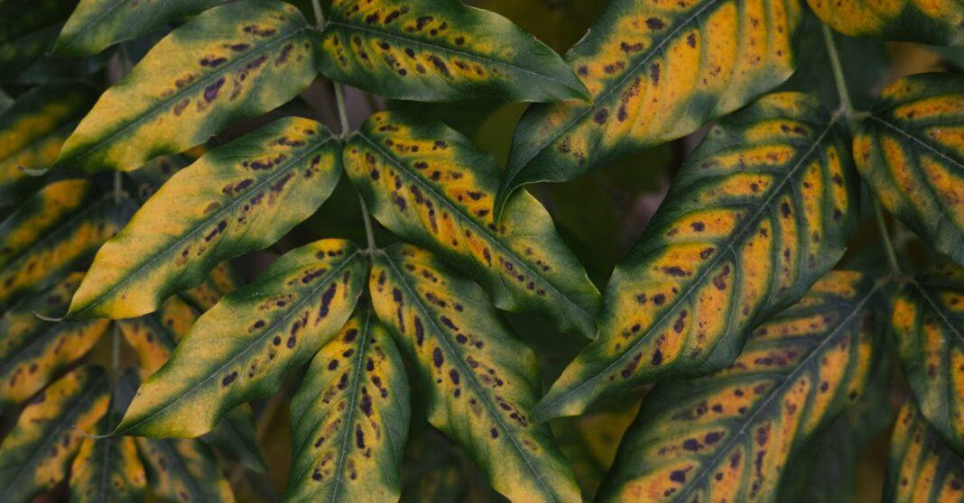 découvrez les maladies courantes du jardin et apprenez à les identifier et les traiter efficacement. protégez vos plantes et assurez la santé de votre jardin grâce à nos conseils pratiques et astuces de jardinage.