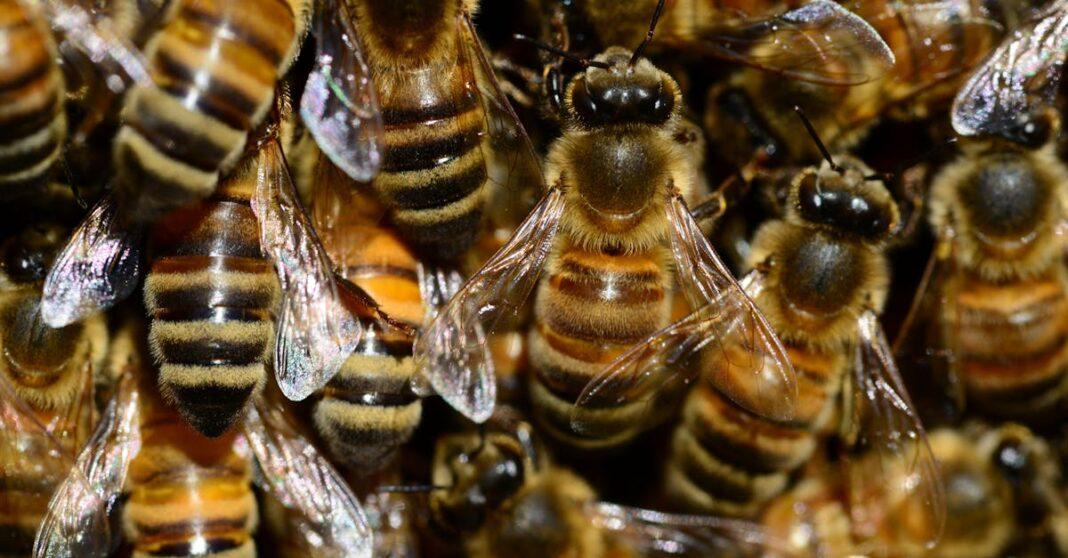 découvrez l'univers fascinant des abeilles : leur rôle essentiel dans l'écosystème, les différentes espèces, leur impact sur l'agriculture et les recettes de miel. apprenez comment protéger ces pollinisateurs indispensables à notre planète.