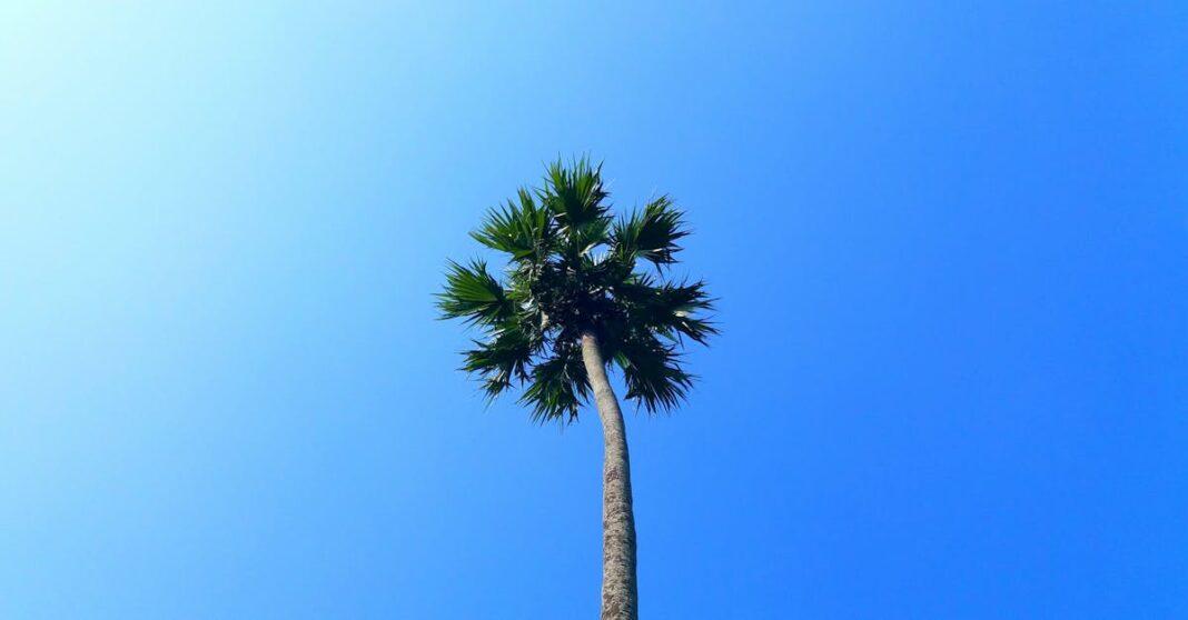 découvrez notre sélection de plantes faciles d'entretien, idéales pour les débutants ou ceux qui souhaitent embellir leur espace sans trop d'efforts. transformez votre intérieur avec des végétaux résilients et élégants !