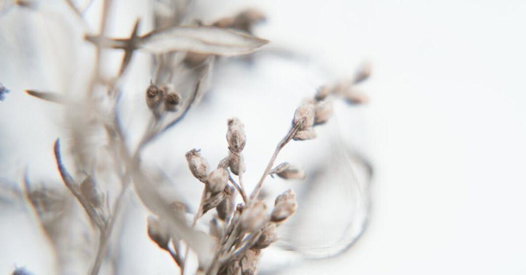 découvrez notre sélection de plantes à fleurs d'hiver qui égayeront votre jardin même pendant la saison froide. apportez de la couleur et de la vie à votre extérieur grâce à ces variétés résistantes et magnifiques.