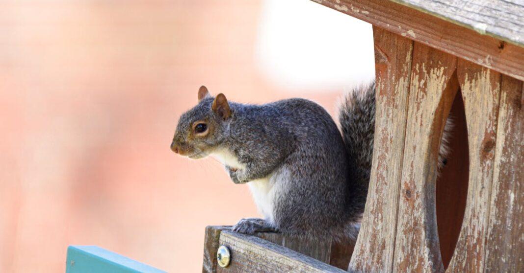 découvrez les merveilles d'un jardin d'automne, où les feuillages colorés et les fleurs saisonnières s'épanouissent. explorez nos conseils pour créer un espace extérieur enchanteur à l'approche de l'hiver.