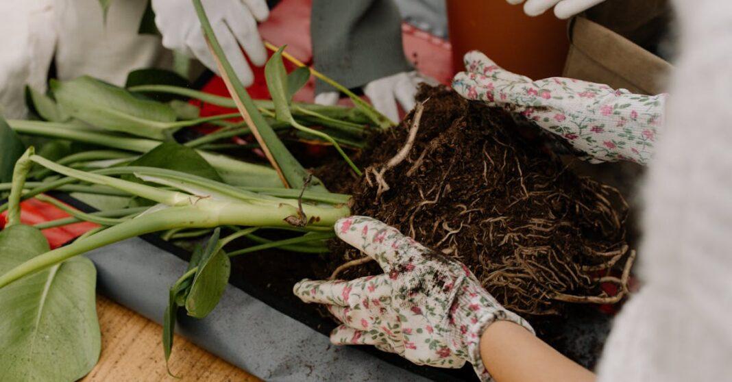 découvrez les meilleures techniques de rempotage pour assurer la santé et la croissance de vos plantes. apprenez quand et comment rempoter efficacement pour offrir à vos végétaux un nouvel espace de vie.