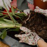 Quand Rempoter Les Plantes D’Intérieur ? 5 Signes Qui Ne Trompent Pas découvrez les meilleures techniques de rempotage pour assurer la santé et la croissance de vos plantes. apprenez quand et comment rempoter efficacement pour offrir à vos végétaux un nouvel espace de vie.