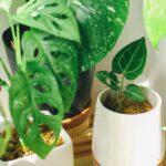 Quand Sortir Ses Plantes D’Intérieur Dehors ? 6 Signes À Surveiller découvrez les meilleures plantes d'intérieur pour embellir votre espace de vie. apprenez à les entretenir et à profiter des bienfaits purifiants et esthétiques qu'elles apportent à votre maison.