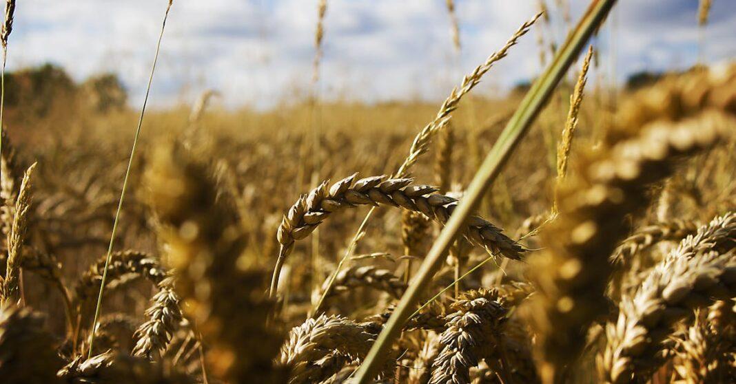 découvrez les techniques de récolte des semences, essentielles pour préserver la biodiversité et assurer la pérennité des cultures. apprenez les méthodes de collecte, de séchage et de stockage des graines pour maximiser leur qualité et leur viabilité.