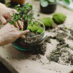 découvrez l'univers fascinant des terrariums, de véritables écosystèmes miniatures qui apportent une touche de verdure à votre intérieur. apprenez comment créer et entretenir votre propre terrarium, choisissez des plantes adaptées et explorez différentes styles et designs pour embellir votre décoration.