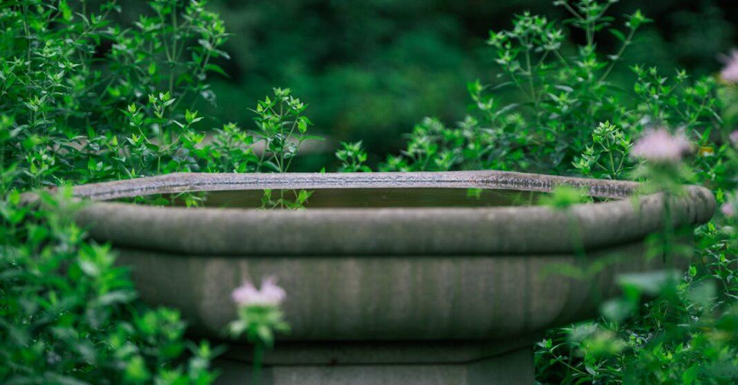 découvrez notre sélection de bains pour oiseaux, parfaits pour embellir votre jardin tout en attirant la faune aviaire. offrez à vos amis à plumes un endroit idéal pour se rafraîchir et se baigner, tout en ajoutant une touche décorative à votre espace extérieur.
