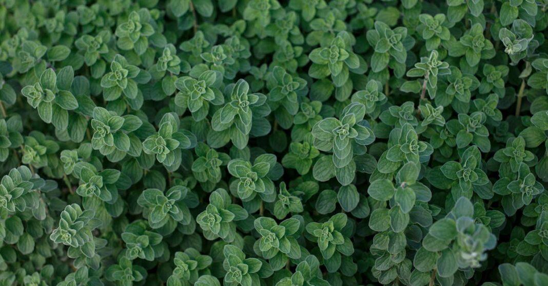 découvrez les plantes grimpantes comestibles qui embelliront votre jardin tout en offrant des récoltes savoureuses. apprenez à cultiver ces vivaces afin de profiter de délicieuses feuilles, fruits et fleurs tout au long de l'année!