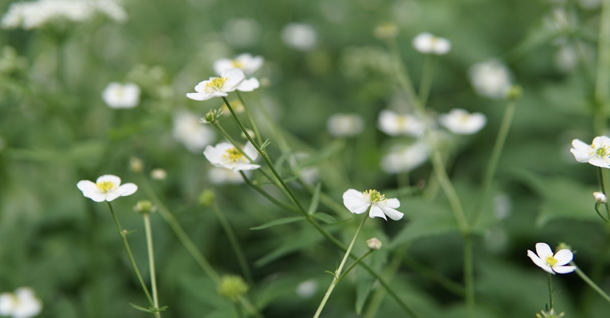 découvrez les plantes annuelles : ces végétaux éphémères qui apportent couleur et vie à votre jardin tout au long de la saison. conseils d'entretien et choix des variétés pour un jardin florissant.