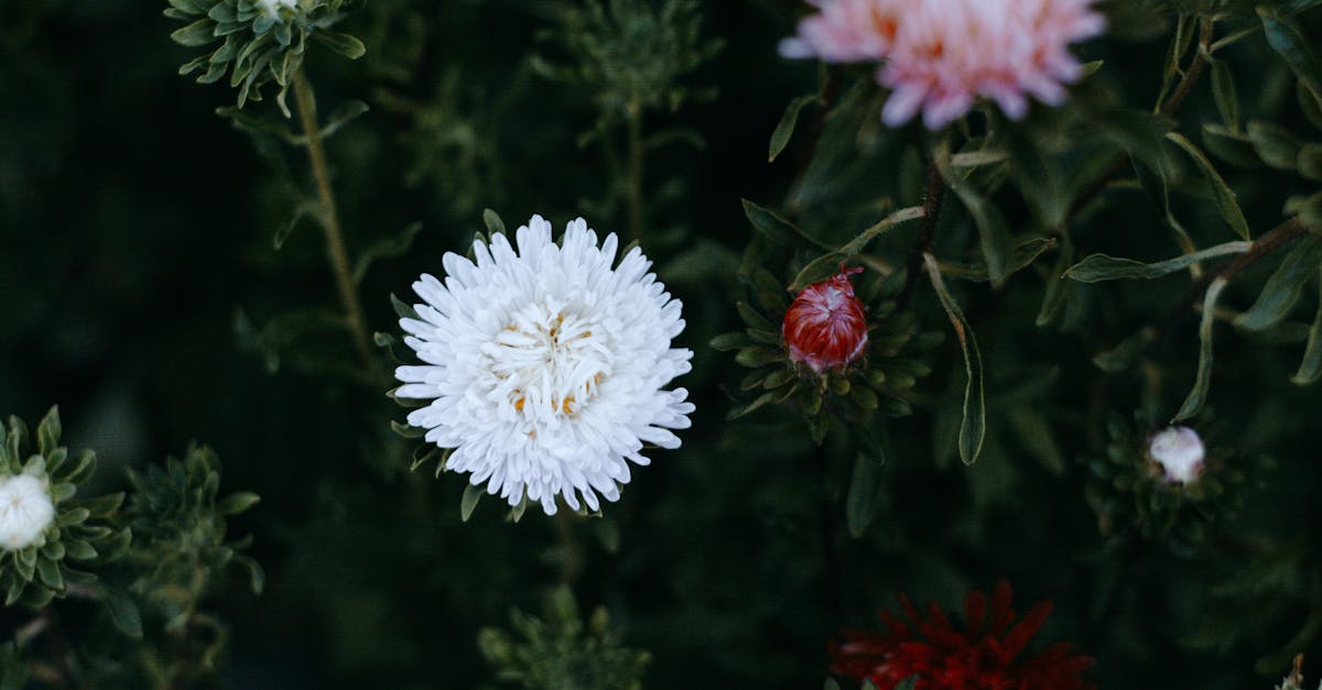 découvrez la beauté des fleurs d'automne qui illuminent les jardins avec leurs couleurs chaudes et variées. explorez notre sélection de variétés et conseils pour sublimer votre paysage durant cette saison dorée.