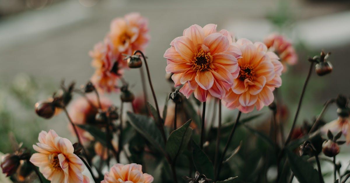 découvrez la beauté des fleurs d'automne ! explorez notre sélection de variétés colorées qui illuminent vos jardins et intérieurs pendant cette saison chaleureuse. inspirez-vous avec des conseils de jardinage et des idées de compositions florales.