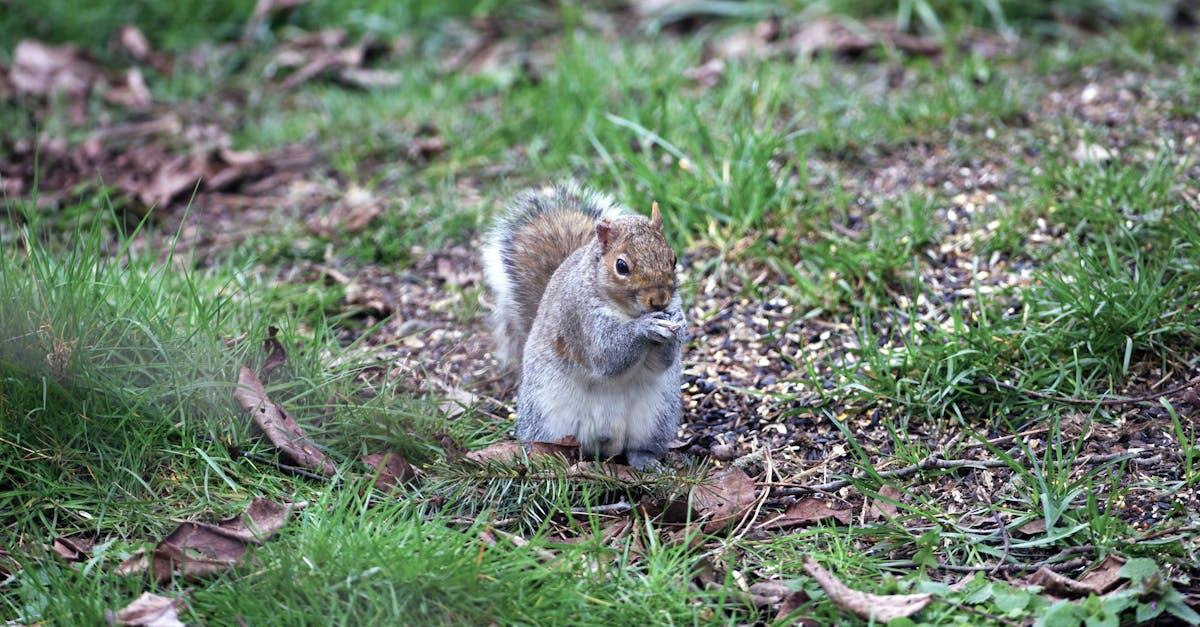 découvrez l'enchantement d'un jardin d'automne, où les feuilles dorées se mêlent aux couleurs chaudes de la saison. inspirez-vous de nos conseils pour aménager votre espace extérieur et profiter des plaisirs de cette période magique.